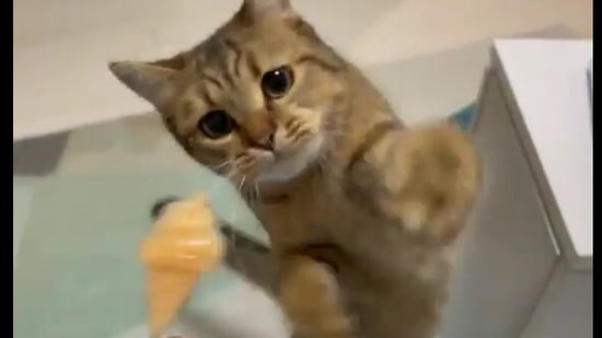 The image shows the kitty reaching out for the popsicle.(Reddit) The image shows the kitty reaching out for the popsicle.(Reddit)