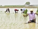 Suggesting that the programme has acted as a catalyst for development, the UNDP report found that Aspirational Districts (AD) outperformed non-ADs. (Representational photo) Suggesting that the programme has acted as a catalyst for development, the UNDP report found that Aspirational Districts (AD) outperformed non-ADs. (Representational photo)