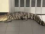 The incident of alligator in a post office took place in Hernando in Florida, USA.