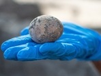 The image shows the 1,000 years old unbroken chicken egg discovered by Israeli archaeologists.(Facebook/@AntiquitiesEN) The image shows the 1,000 years old unbroken chicken egg discovered by Israeli archaeologists.(Facebook/@AntiquitiesEN)