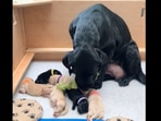 Dita the dog bringing the toy for her puppies. (Instagram/@thelabslife) Dita the dog bringing the toy for her puppies. (Instagram/@thelabslife)