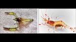 The two all-new species, Periclimenella agatti and Urocaridella arabianensis. Islanders are already earning off this new kind of aquaculture. The two all-new species, Periclimenella agatti and Urocaridella arabianensis. Islanders are already earning off this new kind of aquaculture.