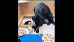 Dita the dog bringing the toy for her puppies. (Instagram/@thelabslife) Dita the dog bringing the toy for her puppies. (Instagram/@thelabslife)