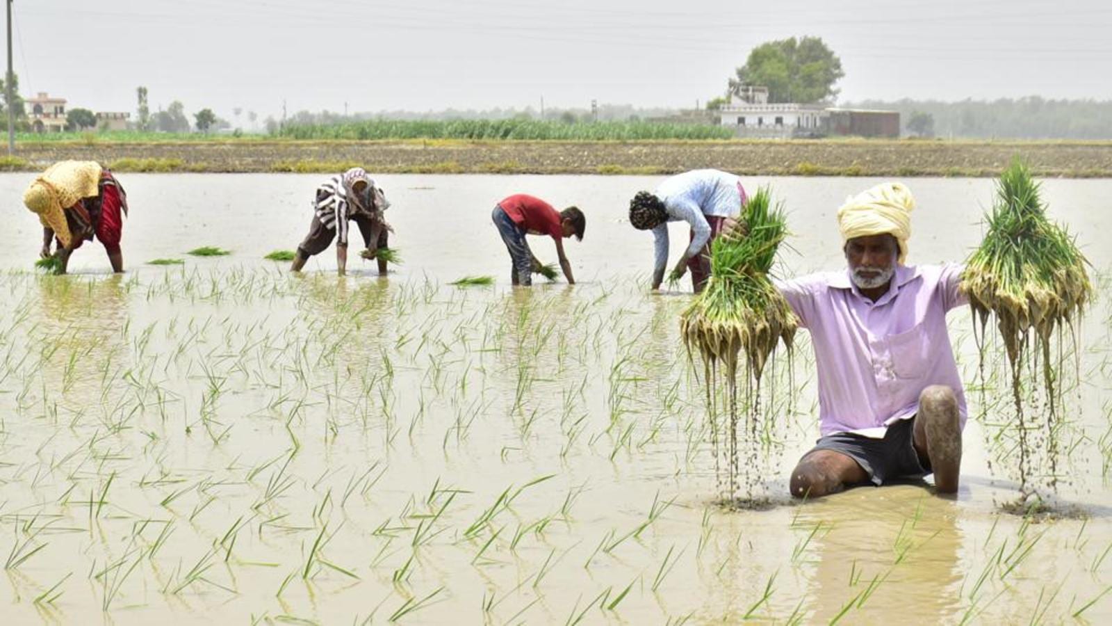 Punjab farmers go for multiple paddy varieties, sowing methods - Hindustan Times