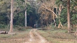 The image is taken from the video which shows an elephant's walk.