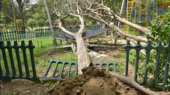 Uprooted trees in Ludhiana on Friday. (Gurpreet Singh/Hindustan Times)