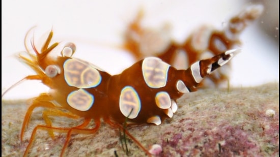 The Thor hainanensis, first discovered in China in 2014, was a surprise find in Lakshadweep. It wasn’t known to live in the region. Also found in similar fashion: the Lysmata hochi (below), first discovered in Panama in 2008. The Thor hainanensis, first discovered in China in 2014, was a surprise find in Lakshadweep. It wasn’t known to live in the region. Also found in similar fashion: the Lysmata hochi (below), first discovered in Panama in 2008.