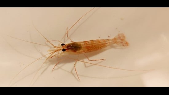 Island special: See the four new shrimp causing quite a stir in Lakshadweep Island special: See the four new shrimp causing quite a stir in Lakshadweep