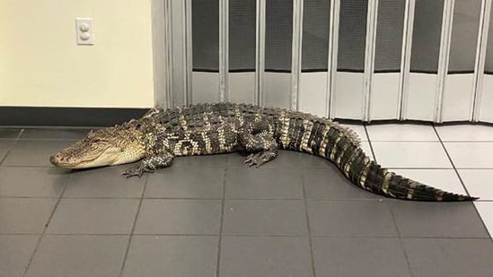 The incident of alligator in a post office took place in Hernando in Florida, USA.(Facebook/@HernandoSheriff)