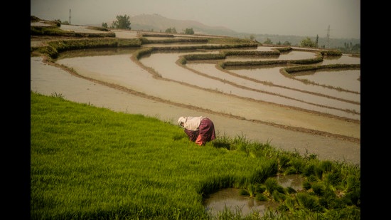 Kalanamak is one of the finest quality scented rices of India. (AP file) Kalanamak is one of the finest quality scented rices of India. (AP file)