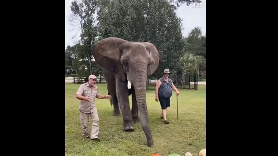 Bubbles the elephant walks towards her fruit buffet(Instagram/@jayprehistoricpets)
