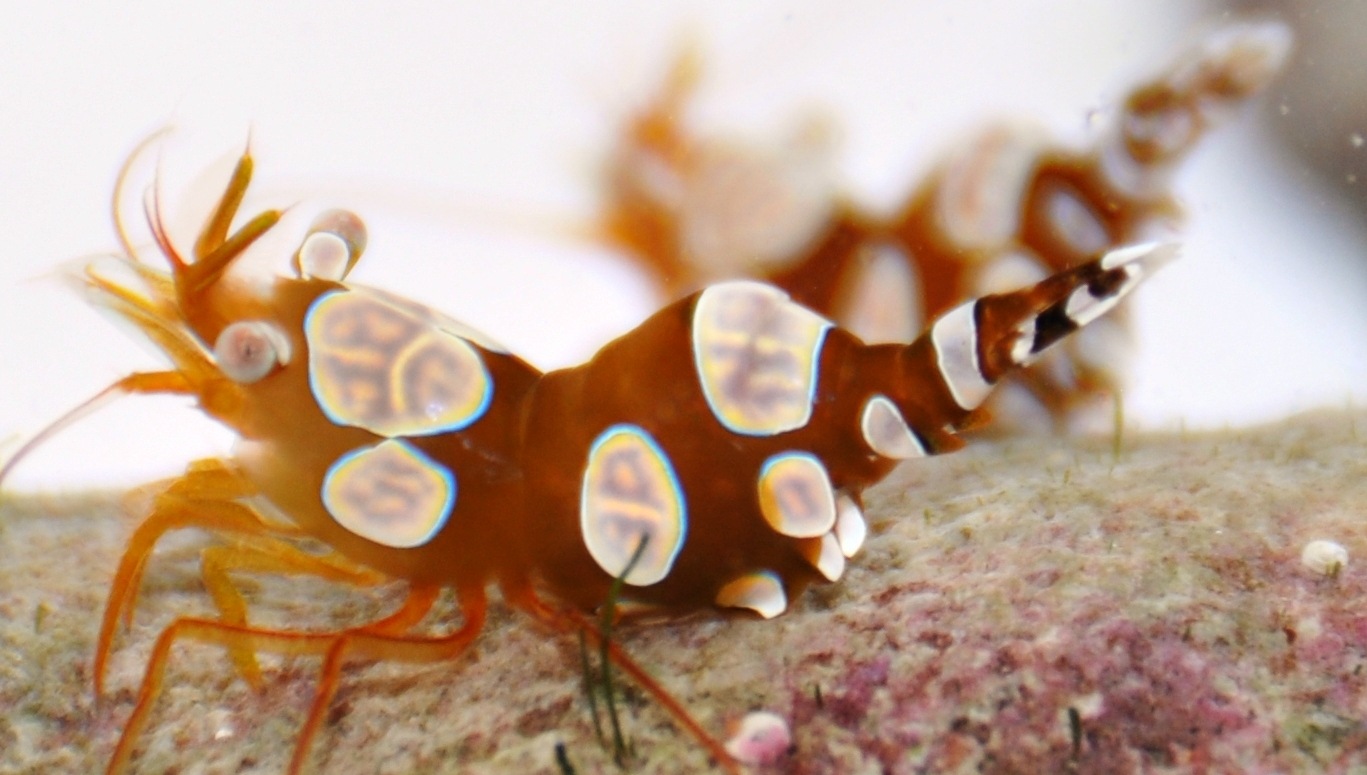The Thor hainanensis, first discovered in China in 2014, was a surprise find in Lakshadweep. It wasn’t known to live in the region. Also found in similar fashion: the Lysmata hochi (below), first discovered in Panama in 2008. The Thor hainanensis, first discovered in China in 2014, was a surprise find in Lakshadweep. It wasn’t known to live in the region. Also found in similar fashion: the Lysmata hochi (below), first discovered in Panama in 2008.