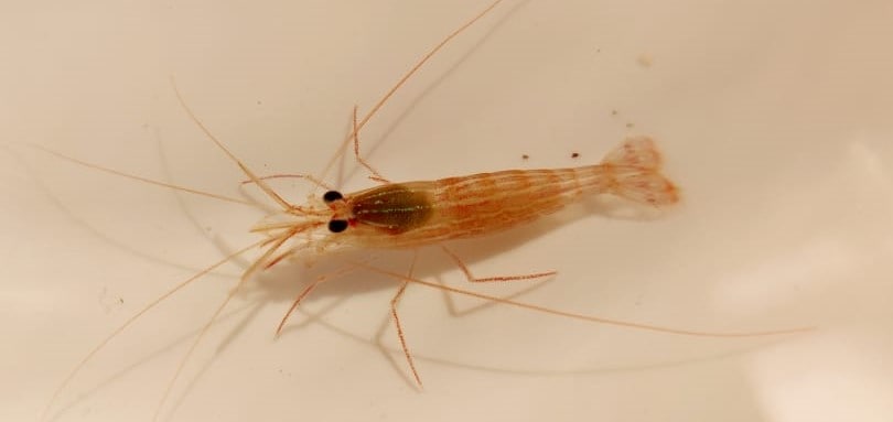 Island special: See the four new shrimp causing quite a stir in Lakshadweep Island special: See the four new shrimp causing quite a stir in Lakshadweep