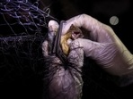 A bat that was caught on a mist net set up by scientists in front of a building with a bat roost. 