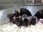 This September 11, 2020, image courtesy of Teruhiko Wakayama, University of Yamanashi, shows healthy offspring and the next generation of mice derived from space preserved spermatozoa. This September 11, 2020, image courtesy of Teruhiko Wakayama, University of Yamanashi, shows healthy offspring and the next generation of mice derived from space preserved spermatozoa.