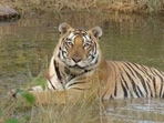 Representational: The animals whose samples were tested include tigers Java, Malik, Gauri, Laxmi, Saraswati and Kavery,(HT file photo) Representational: The animals whose samples were tested include tigers Java, Malik, Gauri, Laxmi, Saraswati and Kavery,(HT file photo)