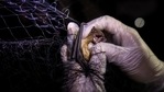 A bat that was caught on a mist net set up by scientists in front of a building with a bat roost. (REUTERS) A bat that was caught on a mist net set up by scientists in front of a building with a bat roost. (REUTERS)