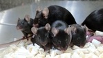 This September 11, 2020, image courtesy of Teruhiko Wakayama, University of Yamanashi, shows healthy offspring and the next generation of mice derived from space preserved spermatozoa. (AFP PHOTO / Teruhiko Wakayama, University of Yamanashi) This September 11, 2020, image courtesy of Teruhiko Wakayama, University of Yamanashi, shows healthy offspring and the next generation of mice derived from space preserved spermatozoa. (AFP PHOTO / Teruhiko Wakayama, University of Yamanashi)