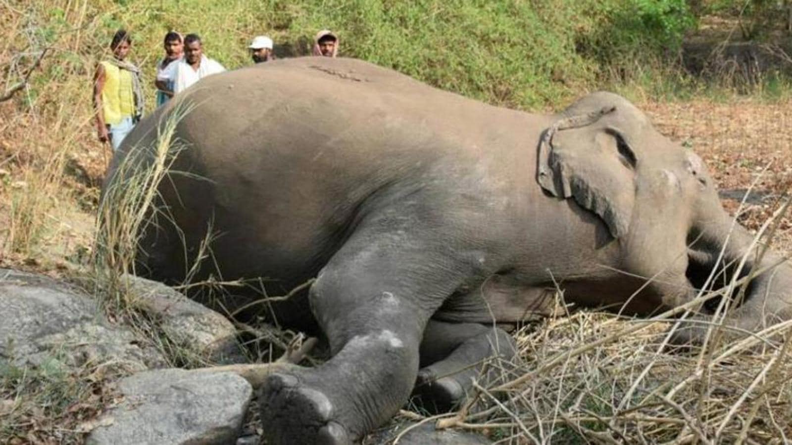 Elephant found dead in Chhattisgarh’s Surguja district | Latest News ...