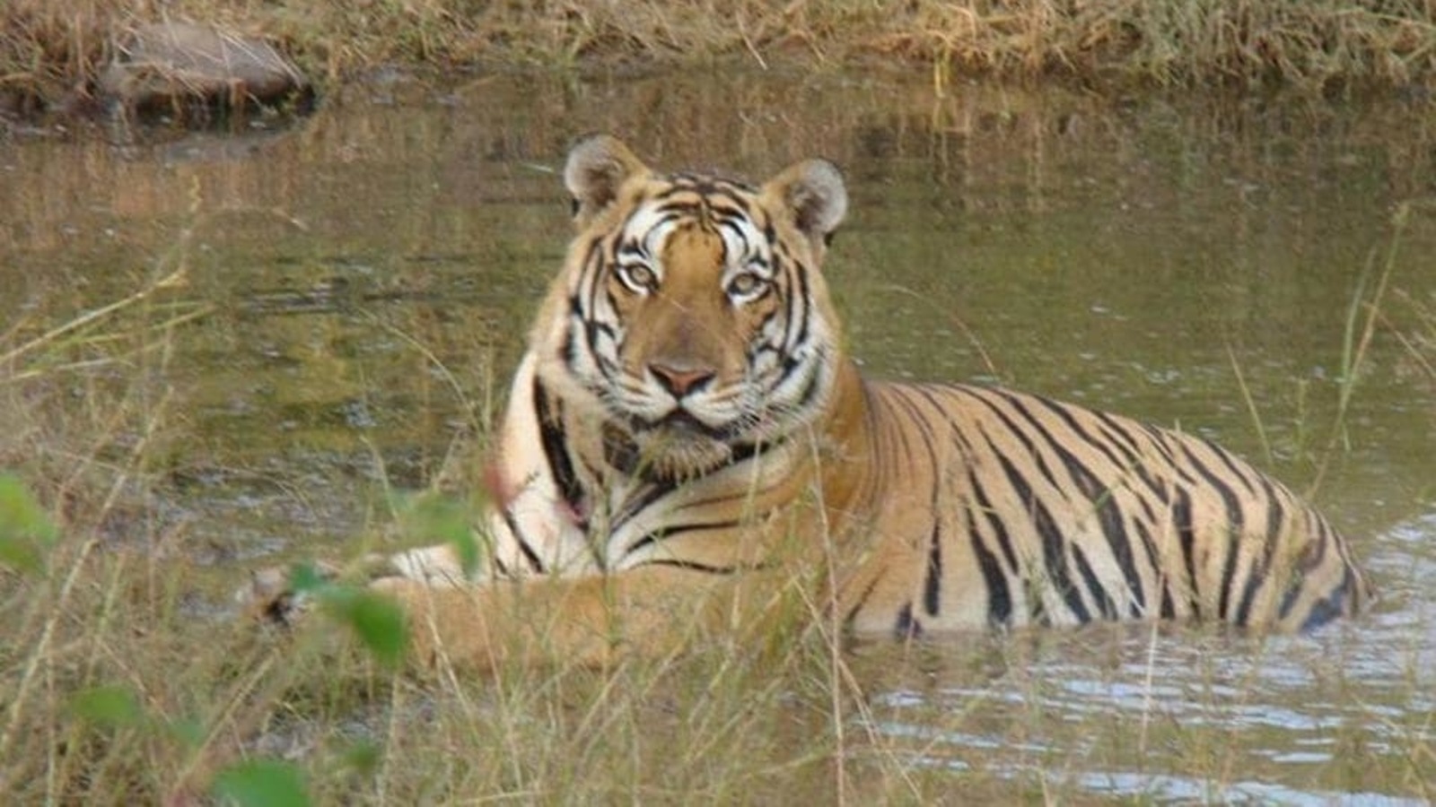 12 Ranchi zoo big cats test negative for coronavirus