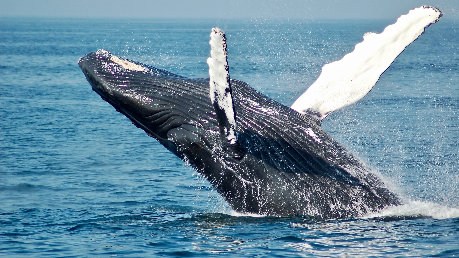 man-swallowed-by-whale-apologizes-for-getting-in-his-way-during-jimmy