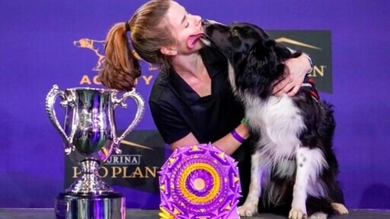 Verb, a border collie, licks his handler Perry DeWitt while posing for photographers after winning the agility competition.(AP)