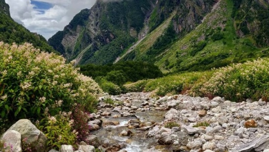 Valley of Flowers Trek, Uttarakhand: This is one of the most beautiful treks of the state where you will get to see a variety of wildflowers like zinnias, petunias and poppies. The 10-kilometre exotic valley is situated at approximately over 3,600 metres. The most ideal time to visit this place is between June - September.(Instagram/letsdosometravel)