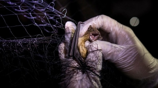 A bat that was caught on a mist net set up by scientists in front of a building with a bat roost. (REUTERS) A bat that was caught on a mist net set up by scientists in front of a building with a bat roost. (REUTERS)