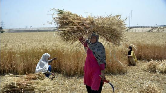 Agriculture will remain a key sector in the post-pandemic phase (Sakib Ali /Hindustan Times)