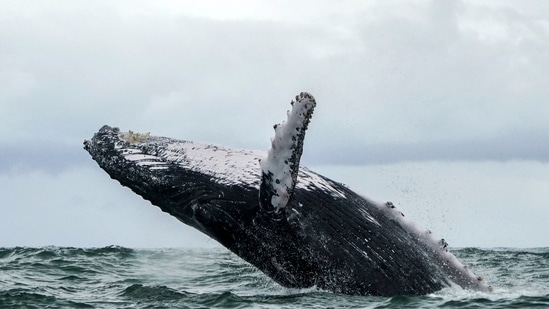 A US lobster fisherman says he was scooped into the mouth of a humpback whale and yet lived to tell the story. (AFP) A US lobster fisherman says he was scooped into the mouth of a humpback whale and yet lived to tell the story. (AFP)