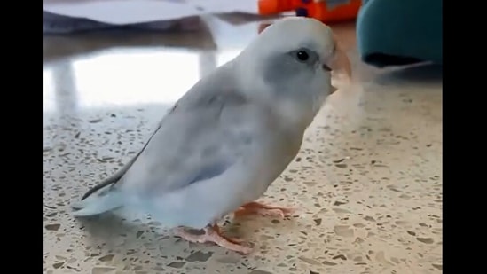 The bird named Arlo's video has won people over.(Instagram/@arlobird)