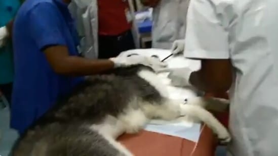 Vets removing a discarded mask from a Siberia Husky's stomach.(Twitter/@supriyasahuias)