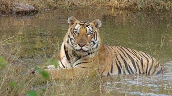 Representational: The animals whose samples were tested include tigers Java, Malik, Gauri, Laxmi, Saraswati and Kavery,(HT file photo) Representational: The animals whose samples were tested include tigers Java, Malik, Gauri, Laxmi, Saraswati and Kavery,(HT file photo)