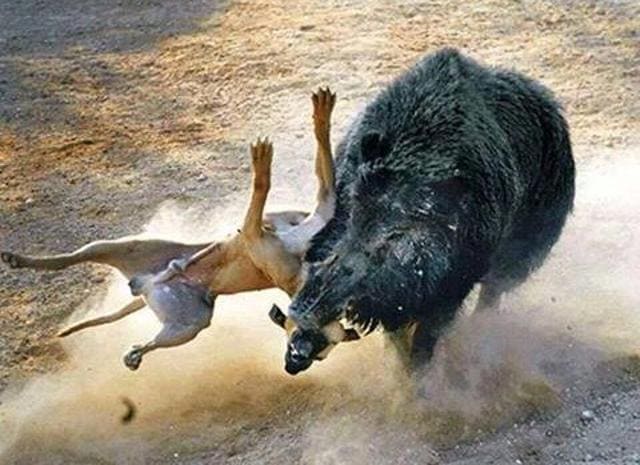 In Pakistan, ferocious hunting dogs are trained to battle a captured wild boar in an arena. Here a pugnacious boar makes short work of his tormentor. (PHOTO: JUST HUNTERS ON FACEBOOK) In Pakistan, ferocious hunting dogs are trained to battle a captured wild boar in an arena. Here a pugnacious boar makes short work of his tormentor. (PHOTO: JUST HUNTERS ON FACEBOOK)