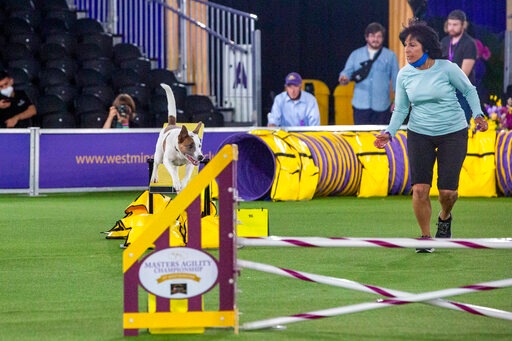 A mixed breed named Crime runs in the agility competition.(AP) A mixed breed named Crime runs in the agility competition.(AP)
