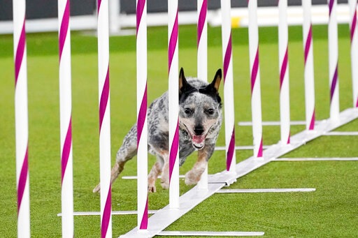 Plop, an all American dog, competes during the finals of the agility competition at the Westminster Kennel Club dog show.(AP) Plop, an all American dog, competes during the finals of the agility competition at the Westminster Kennel Club dog show.(AP)