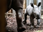 The zoo says the white rhino population had dropped in the early 20th century to between 50 and 200.