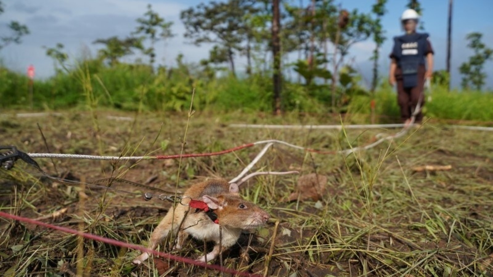 Cambodia deploys new batch of rat recruits as mine-detecting rat Magawa retires | Trending