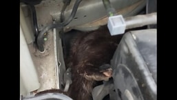 The image shows the otter stuck in a car.