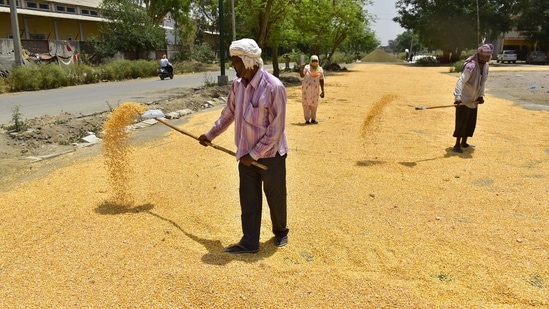 Workers spreads maize to dry under the sun at a Bhagtanwala grain market, in Amritsar. Workers spreads maize to dry under the sun at a Bhagtanwala grain market, in Amritsar.
