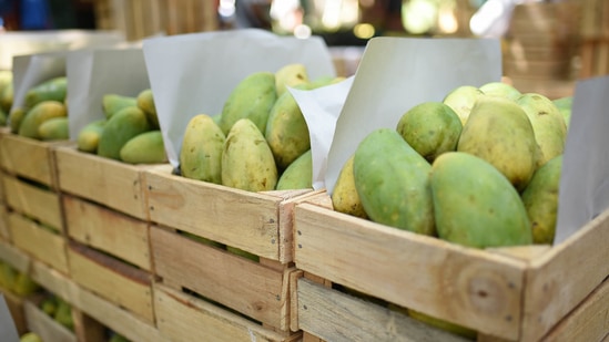 Pakistan's Foreign Office (FO) sent boxes of the fruit to heads of more than 32 countries under its "mango diplomacy". (Bloomberg Photo) Pakistan's Foreign Office (FO) sent boxes of the fruit to heads of more than 32 countries under its "mango diplomacy". (Bloomberg Photo)