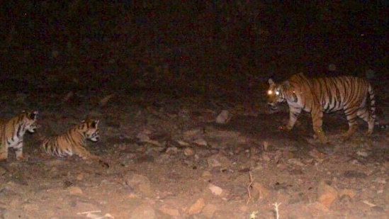File photo of tigress Avni or T-1 along with her cubs before she was killed in Yavatmal on November 2, 2018.(HT file photo) File photo of tigress Avni or T-1 along with her cubs before she was killed in Yavatmal on November 2, 2018.(HT file photo)