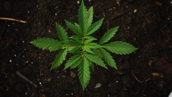 NCB has said consuming weed through baked products is a new trend among youngsters and this is the first such case the agency busted. (Unsplash) NCB has said consuming weed through baked products is a new trend among youngsters and this is the first such case the agency busted. (Unsplash)