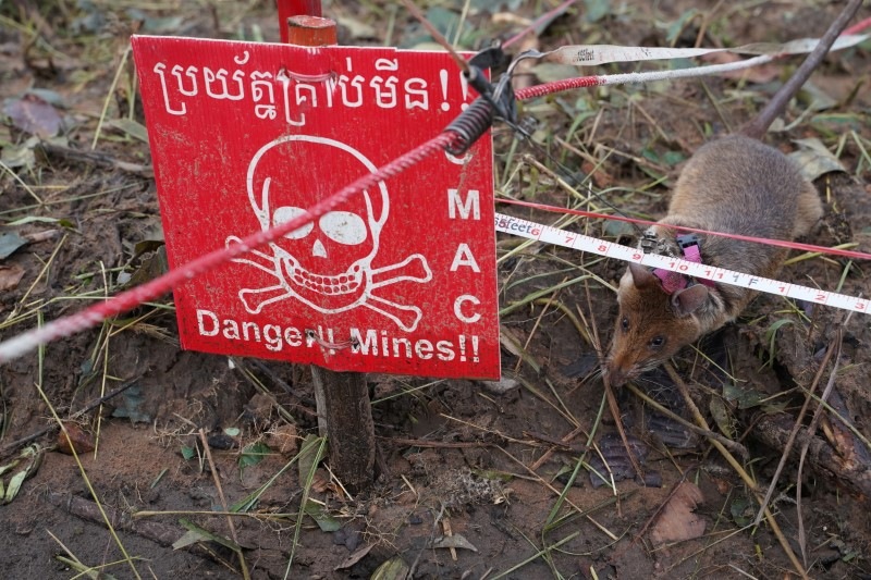 A mine detection rat sniffs for landmines in an area in Cambodia.(REUTERS)