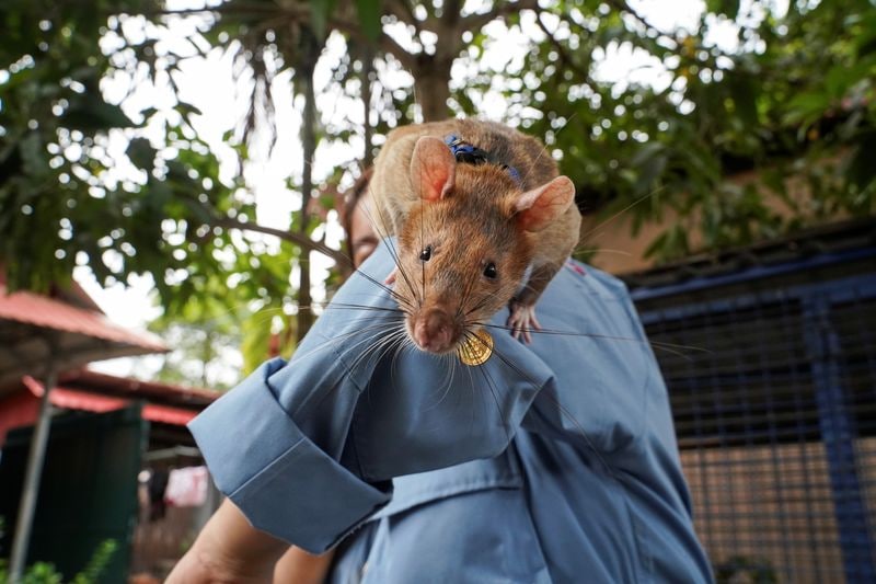 Magawa, the recently retired mine detection rat, plays with his previous handler.(REUTERS)