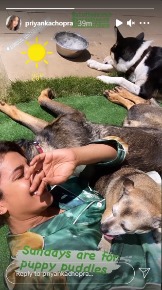 Priyanka Chopra shares a new picture with her dogs.