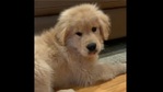 Copley notices the camera. (Instagram/@copleythegoldenboy) Copley notices the camera. (Instagram/@copleythegoldenboy)