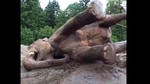 The image is a screengrab from the clip of the happy elephant in Oregon zoo.(Twitter/@oregon zoo) The image is a screengrab from the clip of the happy elephant in Oregon zoo.(Twitter/@oregon zoo)