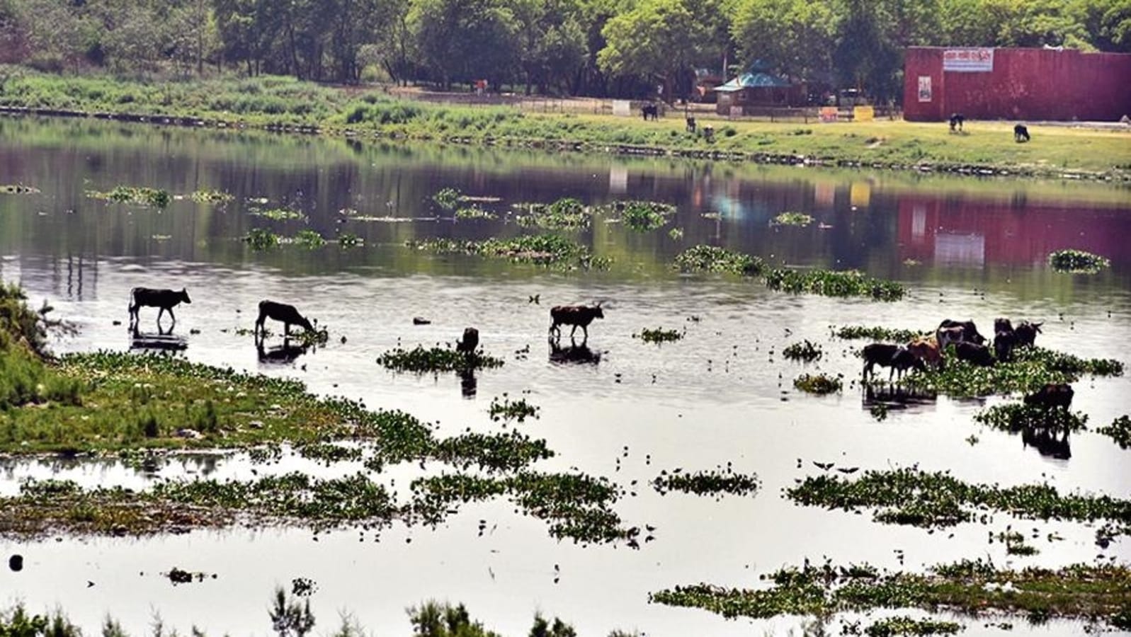 Delhi bans certain soaps, detergents to curb pollution in Yamuna