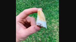 A picture of the crocodile tooth posted by Robert Irwin on Instagram. 